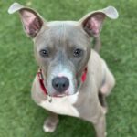 Frankie is a Terrier, Pit Bull.