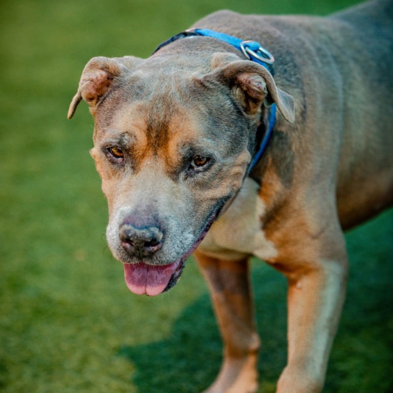 Viejo is a Terrier, Pit Bull/Mixed Breed (Large).