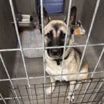 Barbie is a Shepherd/Husky.