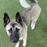 Barbie is a Shepherd/Husky.