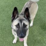 Barbie is a Shepherd/Husky.