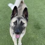 Barbie is a Shepherd/Husky.