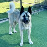 Barbie is a Shepherd/Husky.