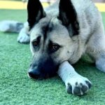 Barbie is a Shepherd/Husky.