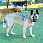 Barbie is a Shepherd/Husky.