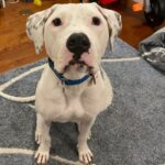 Ghost is a Terrier, Pit Bull.