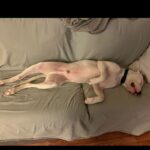 Ghost is a Terrier, Pit Bull.