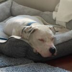 Ghost is a Terrier, Pit Bull.