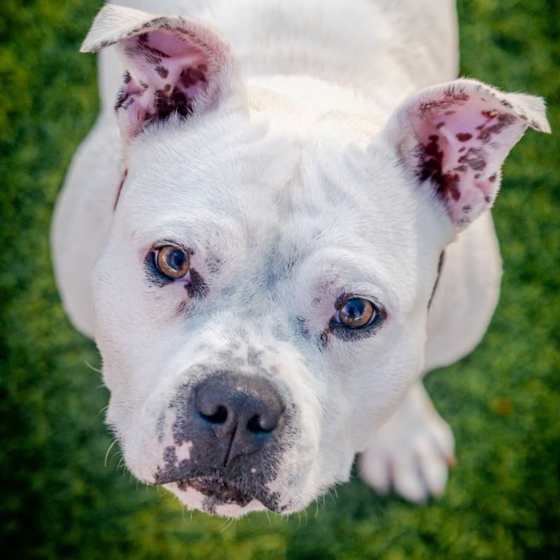 Ivory is a Terrier, Pit Bull.