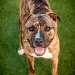 Firefly is a Terrier, Pit Bull.