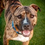 Firefly is a Terrier, Pit Bull.