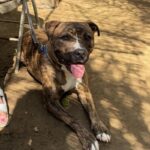 Firefly is a Terrier, Pit Bull.