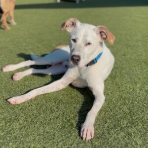 Dutch is a Mixed Breed (Medium).