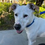 Dutch is a Mixed Breed (Medium).