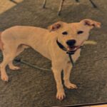 Dutch is a Mixed Breed (Medium).