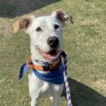 Dutch is a Mixed Breed (Medium).