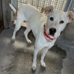 Dutch is a Mixed Breed (Medium).