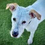 Dutch is a Mixed Breed (Medium).