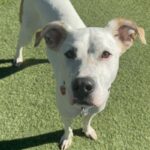 Dutch is a Mixed Breed (Medium).