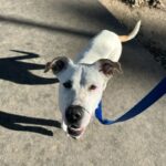 Dutch is a Mixed Breed (Medium).