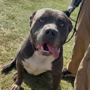 Smokey is a Terrier, Pit Bull.