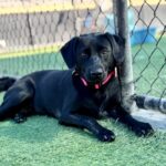 Ima is a Mixed Breed (Medium).