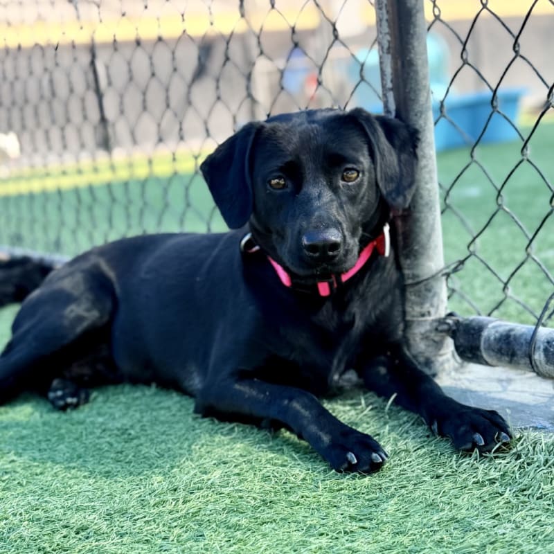 Ima is a Mixed Breed (Medium).