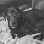 Ima is a Mixed Breed (Medium).