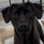 Ima is a Mixed Breed (Medium).