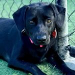 Ima is a Mixed Breed (Medium).