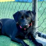 Ima is a Mixed Breed (Medium).