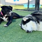 Shasta is a Terrier, Pit Bull.