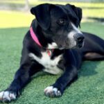 Shasta is a Terrier, Pit Bull.