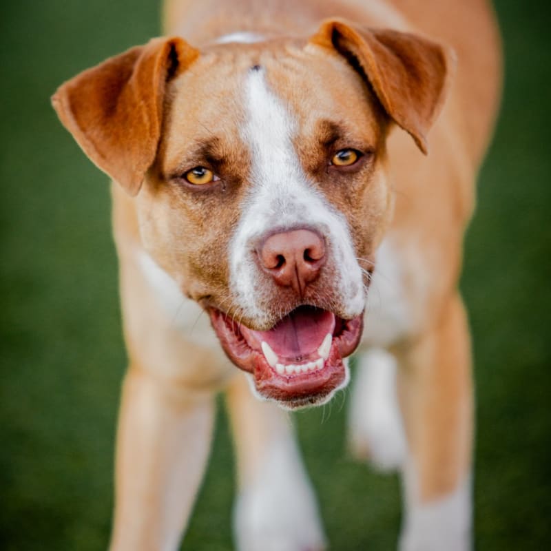 Ventura is a Terrier, American Staffordshire.