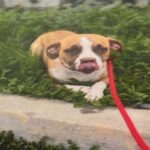 Ventura is a Terrier, American Staffordshire.