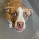 Ventura is a Terrier, American Staffordshire.