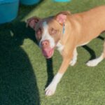 Ventura is a Terrier, American Staffordshire.