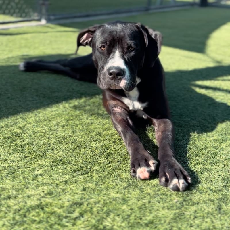 Wednesday is a Terrier, American Pit Bull/Mixed Breed (Large).