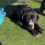 Wednesday is a Terrier, American Pit Bull/Mixed Breed (Large).