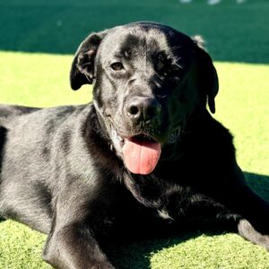 Bixley is a Retriever, Black Labrador.