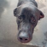 Bixley is a Retriever, Black Labrador.