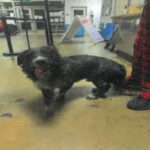 Steven is a Terrier, Scottish Scottie.