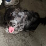 Steven is a Terrier, Scottish Scottie.