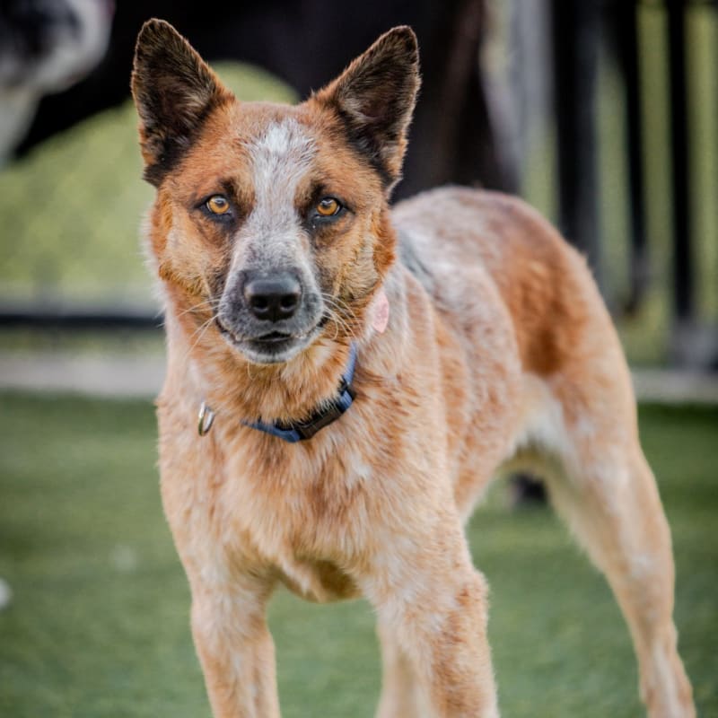 Tony is a Cattle Dog, Australian (Red Heeler).