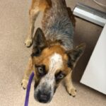 Tony is a Cattle Dog, Australian (Red Heeler).