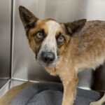 Tony is a Cattle Dog, Australian (Red Heeler).