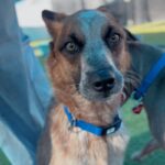 Tony is a Cattle Dog, Australian (Red Heeler).