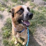 Tony is a Cattle Dog, Australian (Red Heeler).