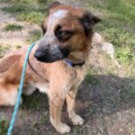 Tony is a Cattle Dog, Australian (Red Heeler).