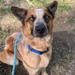 Tony is a Cattle Dog, Australian (Red Heeler).